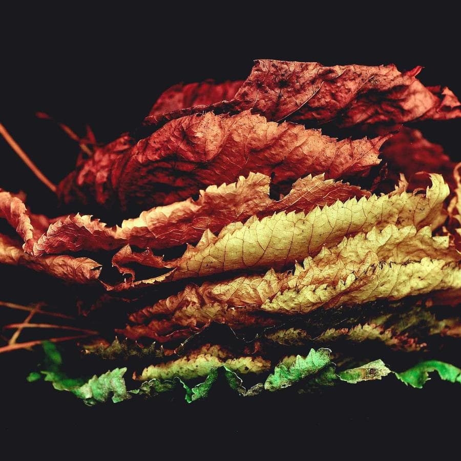 Sarees & Kasavu